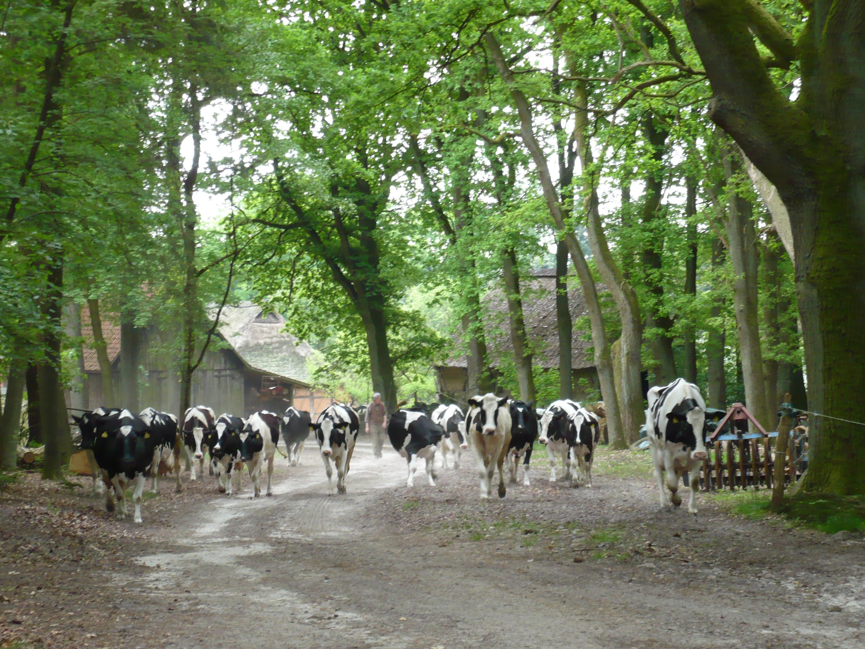 Kühe auf Hof Overbeck