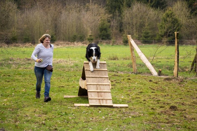 Unser seperater Hundespielplatz verfügt über einen Parcours, mit aus Holz gearbeiteten Hindernissen, aus der Hundesportart Agility. 