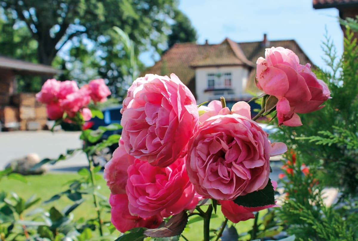 Willkommen in der Ferienwohnung Alber`s Rosenhof