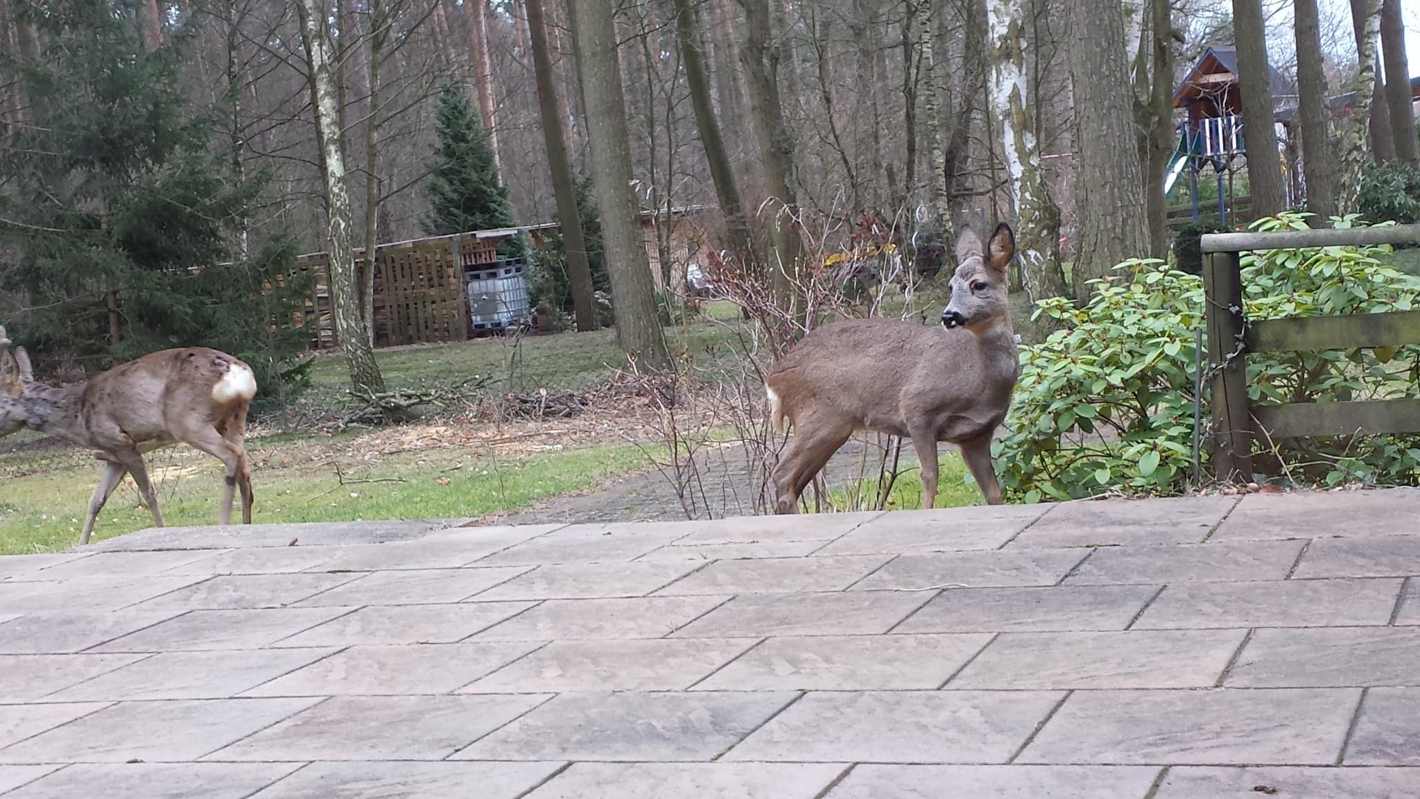 Ferienwohnungen Bad Bodenteich Terrasse 