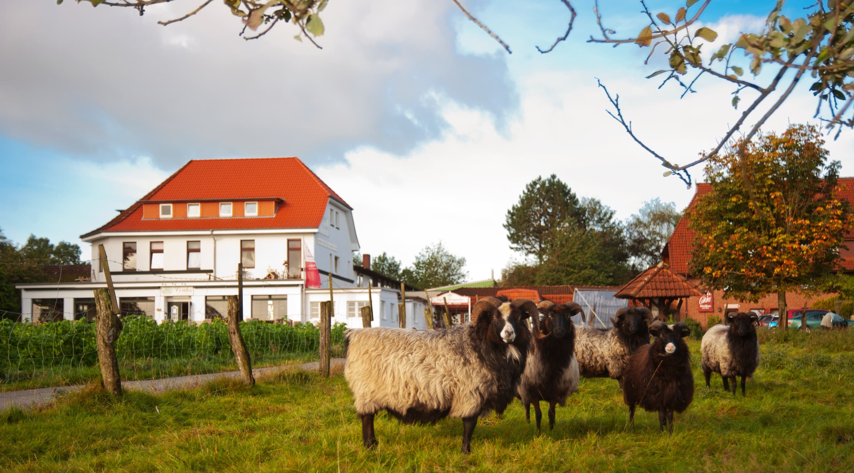 Haus mit Heidschnucke