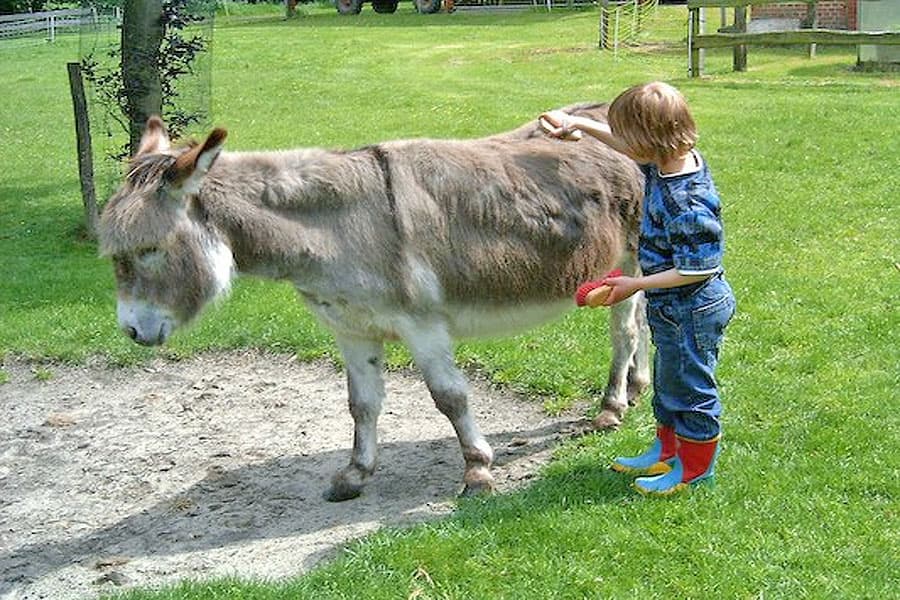 Streicheltiere auf dem Bauernhof-Ferien auf Volmers Hof