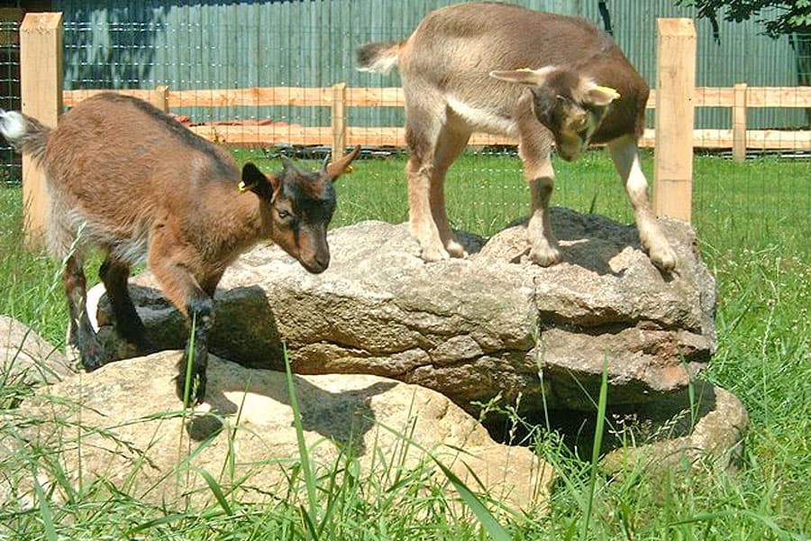 Streicheltiere Bauernhof-Ferien auf Volmers Hof