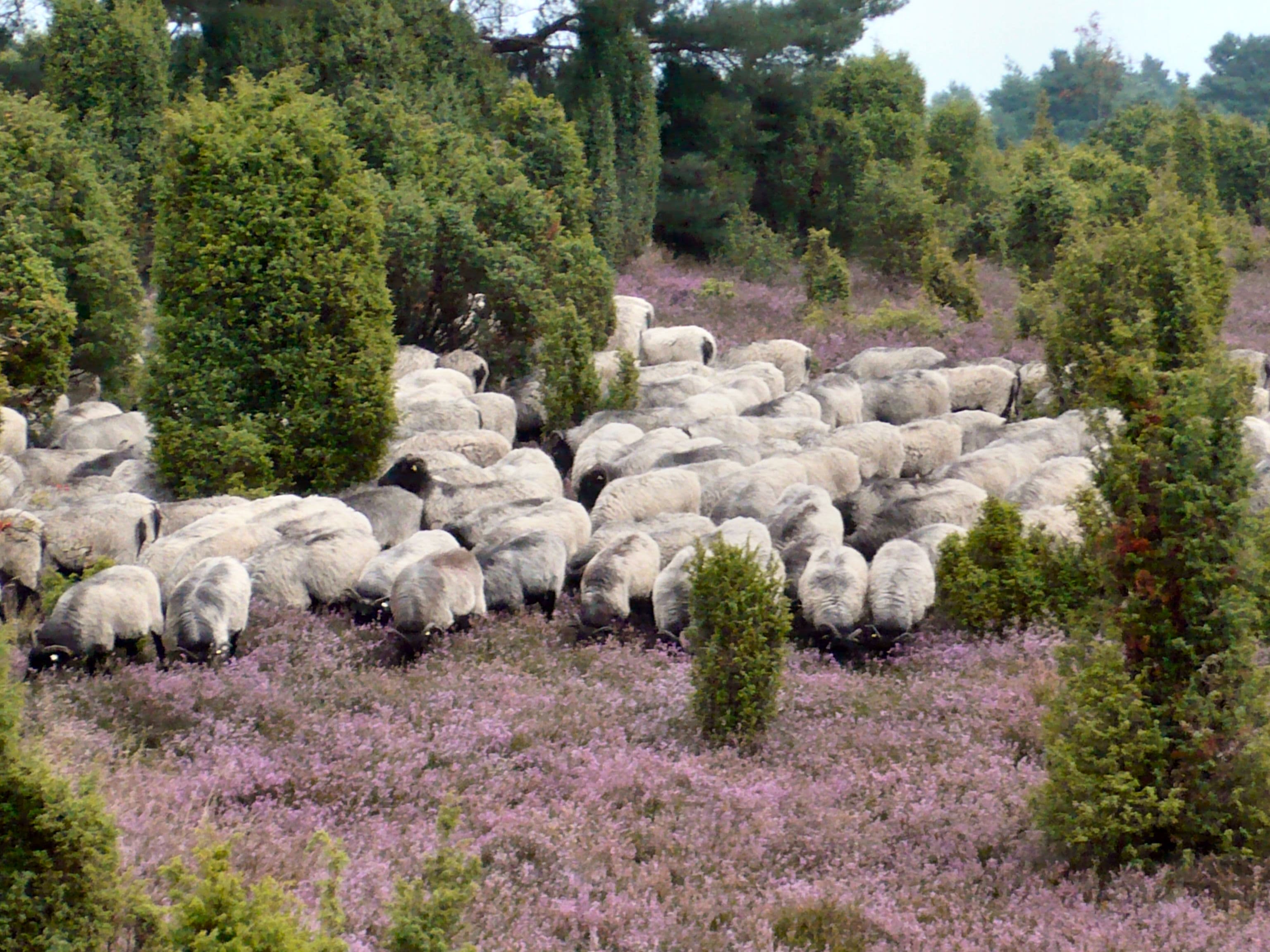 Heidschnucken beim Kusseln der Heide Pension Haus Katerberg