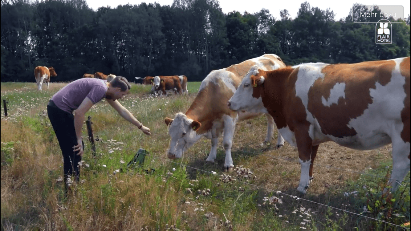 Wümme Rinder in Schaphusen