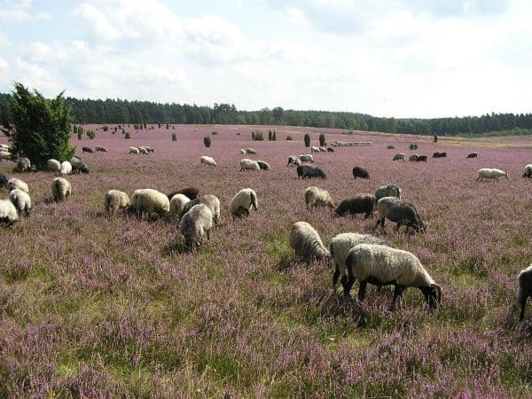 Schnucken auf der Heide