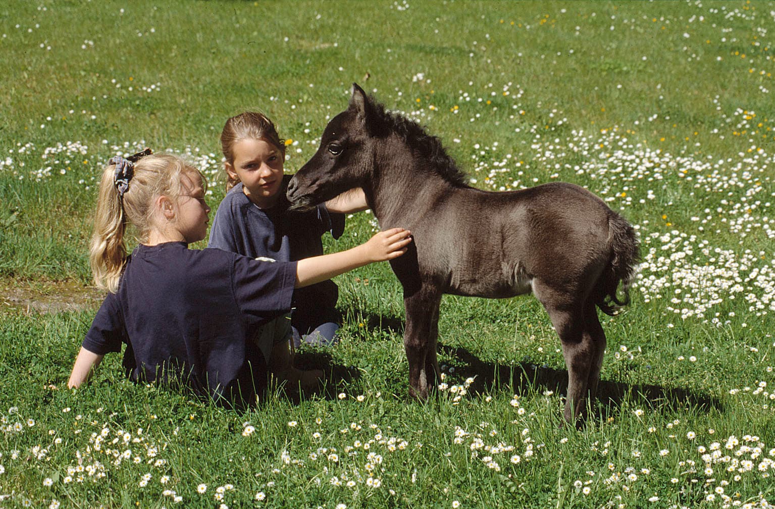 Kinder mit Babypony auf Hof Springhorn