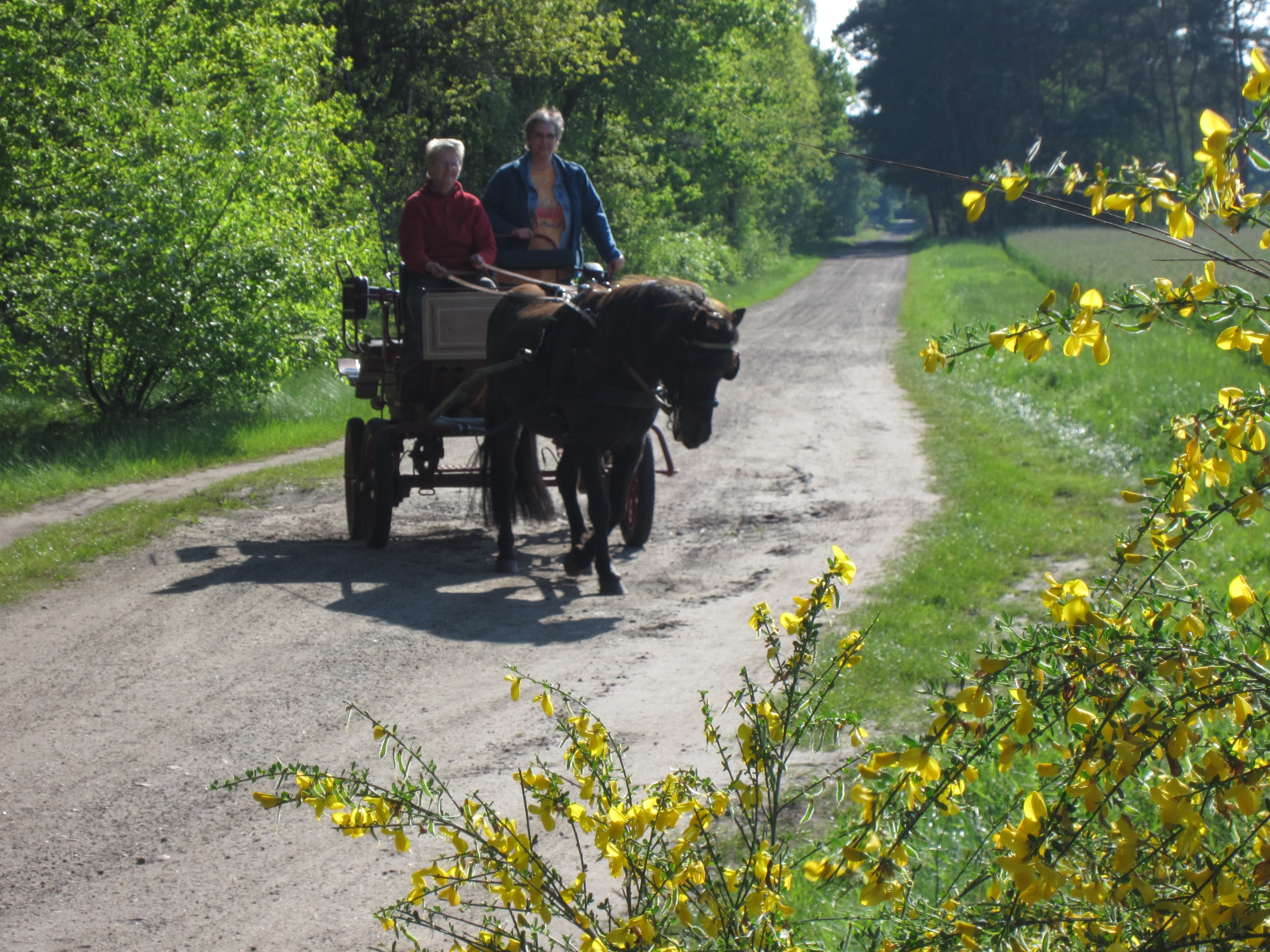 Kutsche fahren