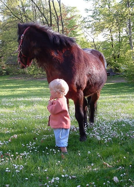 Ponys Feriendorf Weinberghof 