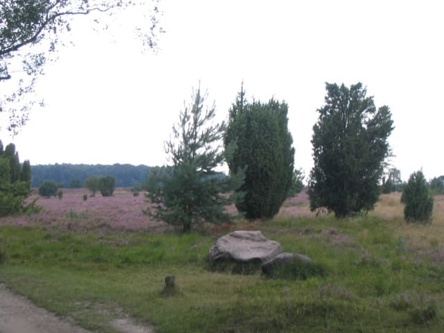 Heide bei Hof Schröder