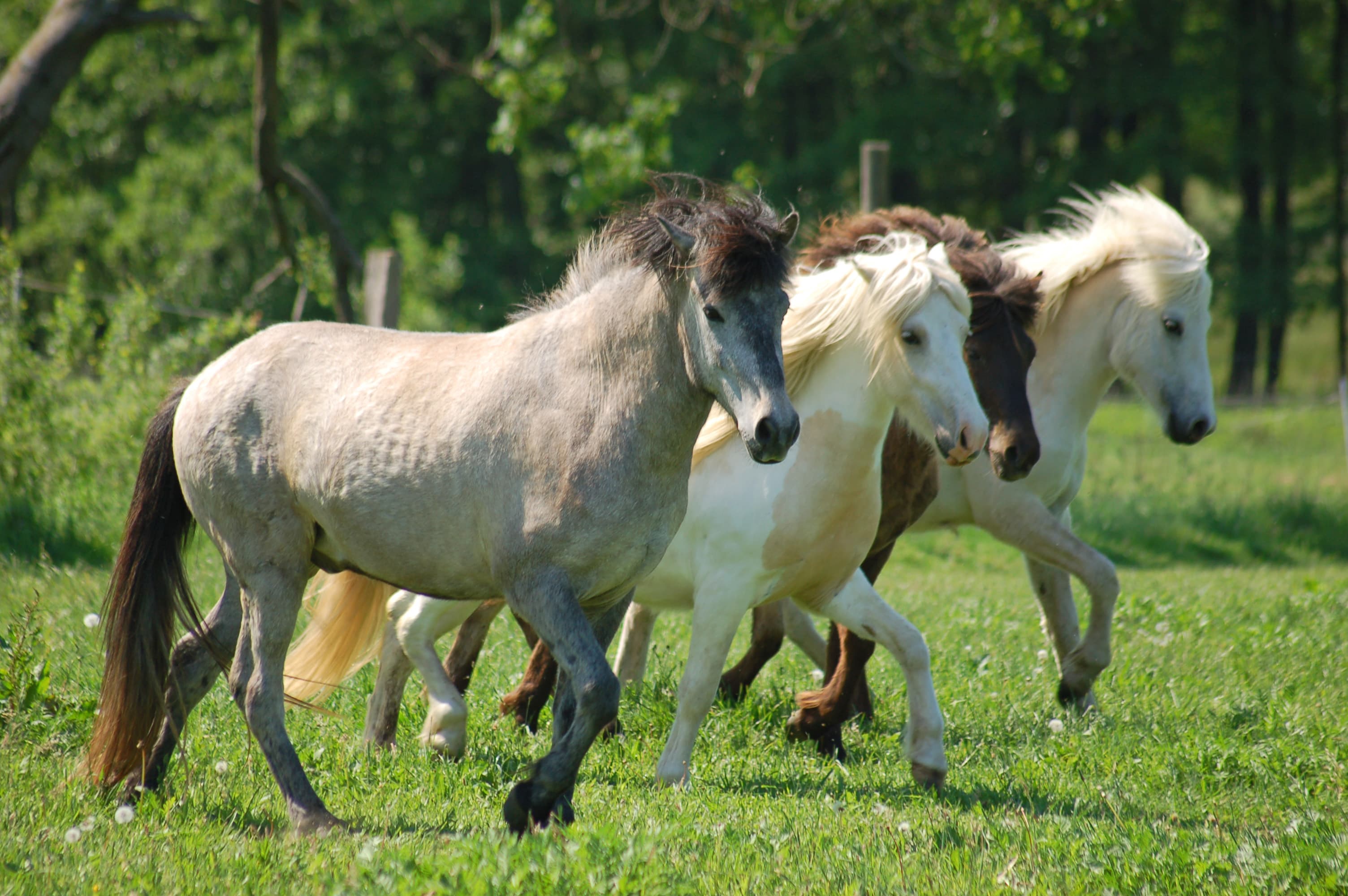 Islandpferdehof Sörlaskjól