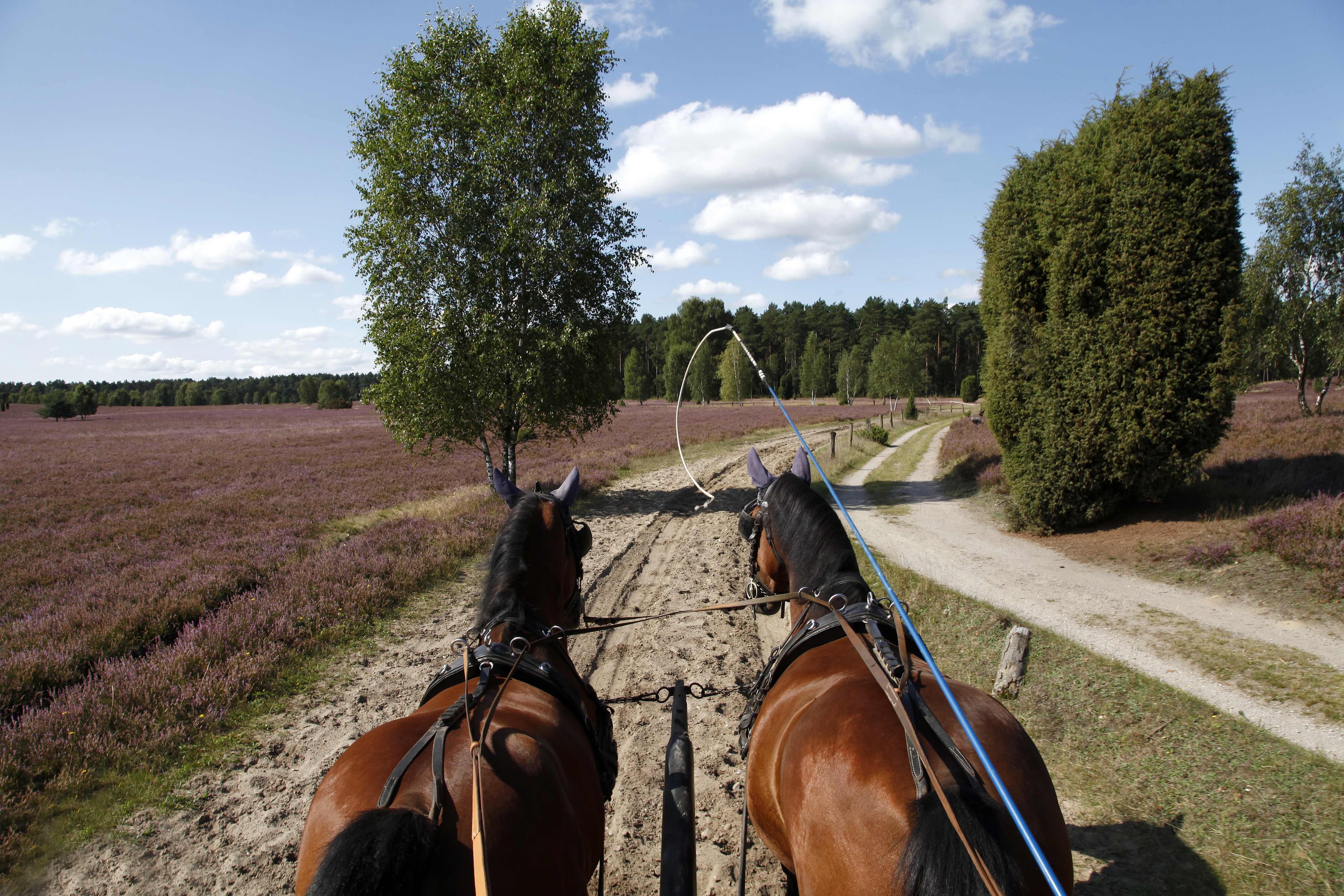 Heidekutschfahrt bei dem Reiter- und Ferienhof Cohrs in Bispingen