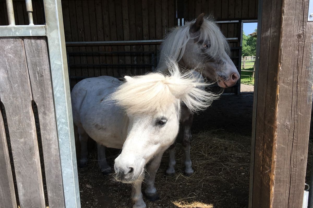 Ponys auf dem Heidegut Eschede