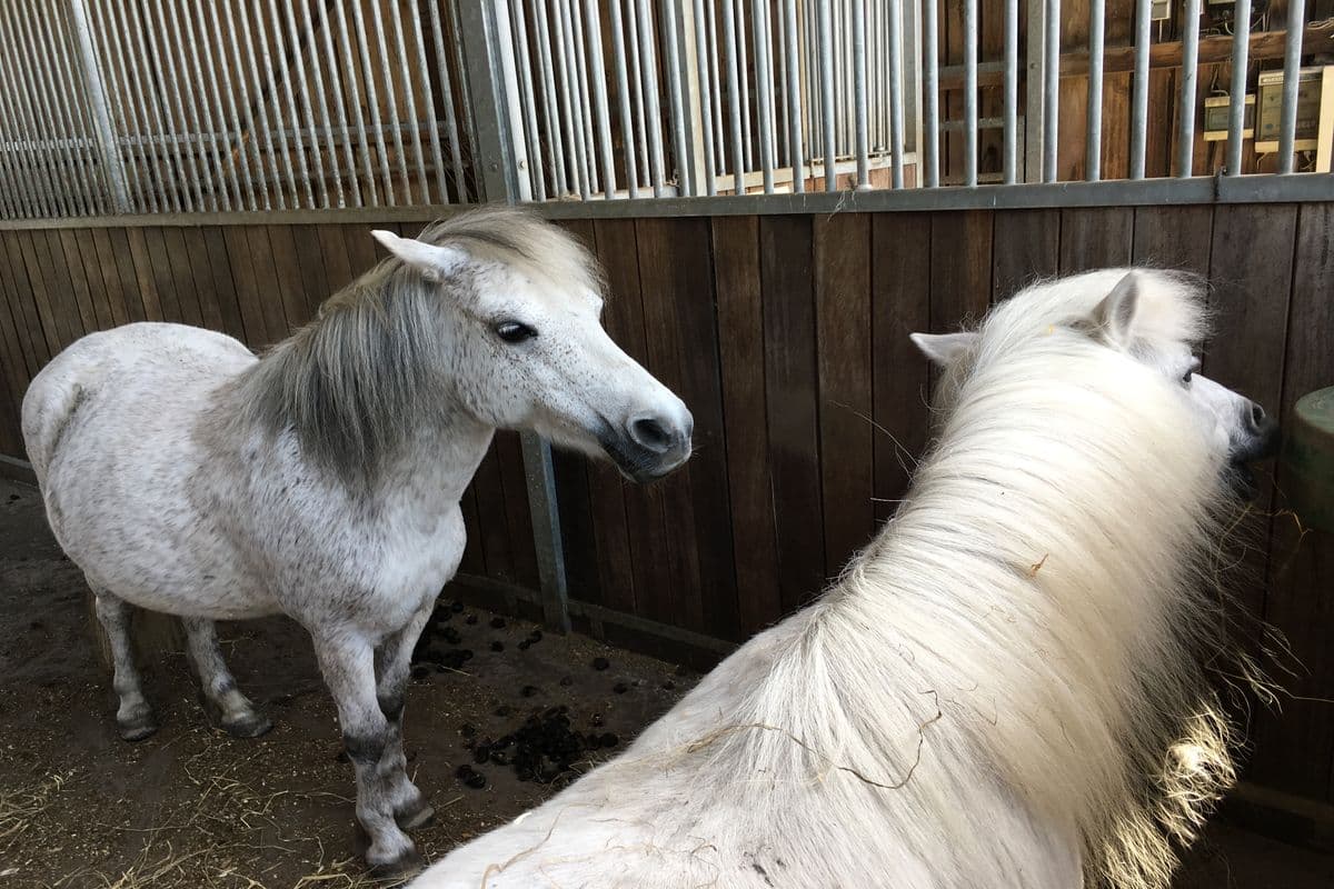 Ponys auf dem Heidegut Eschede