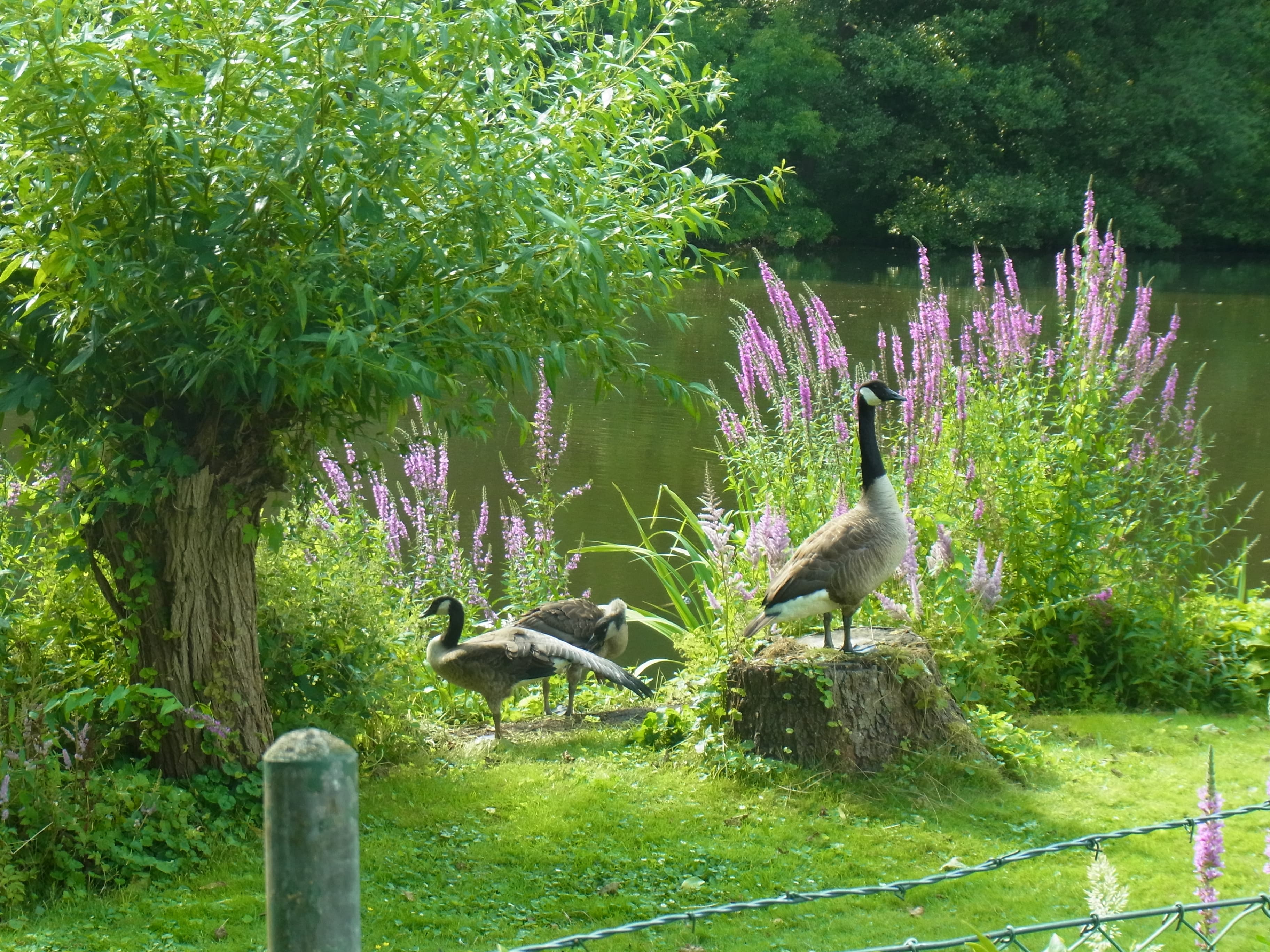 Ferienwohnung Haus am Schwanenteich Garten