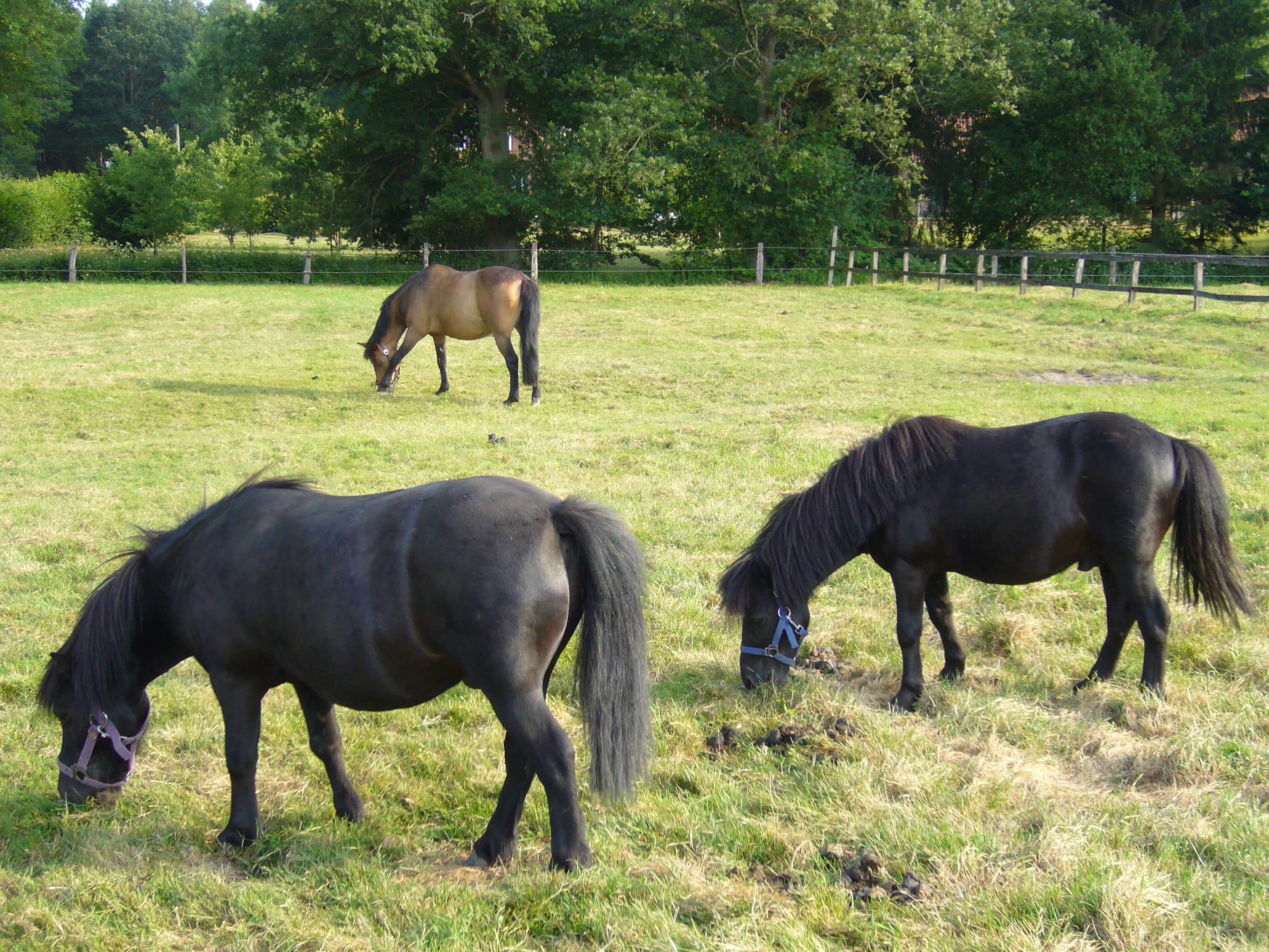 Ferienanlage Böttcher Hof