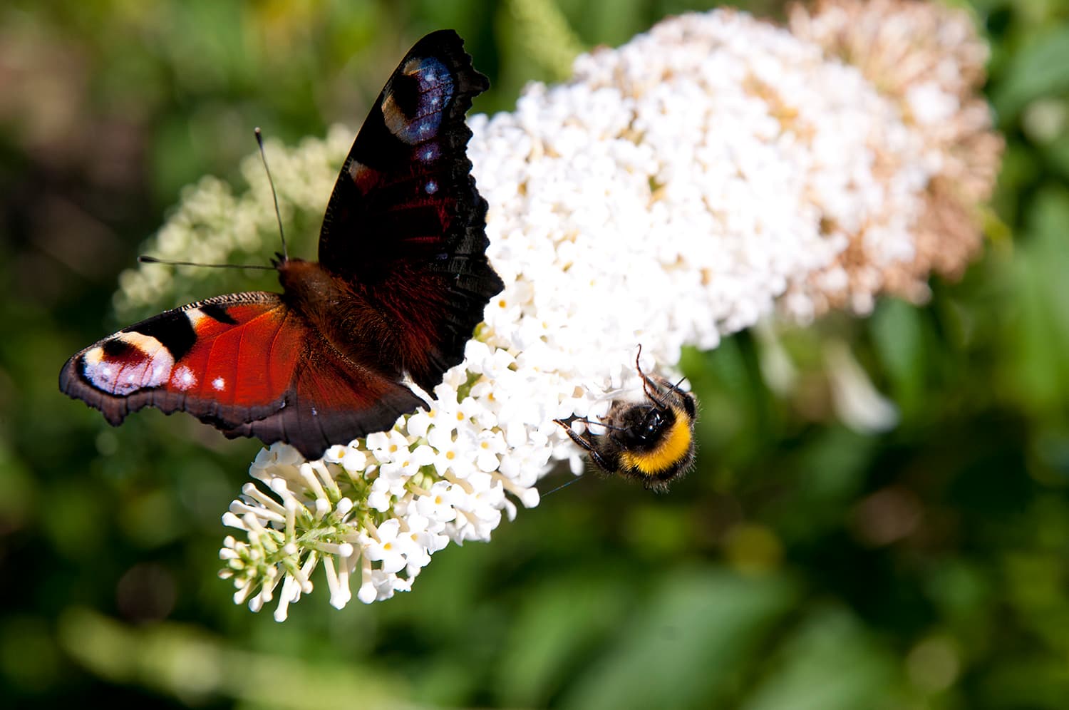 Naturcamping Camping Land an der Elbe Hamburg