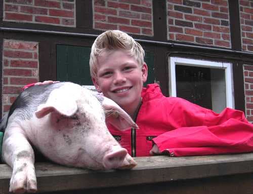 Glückliche Schweine Ferienhof Wroge