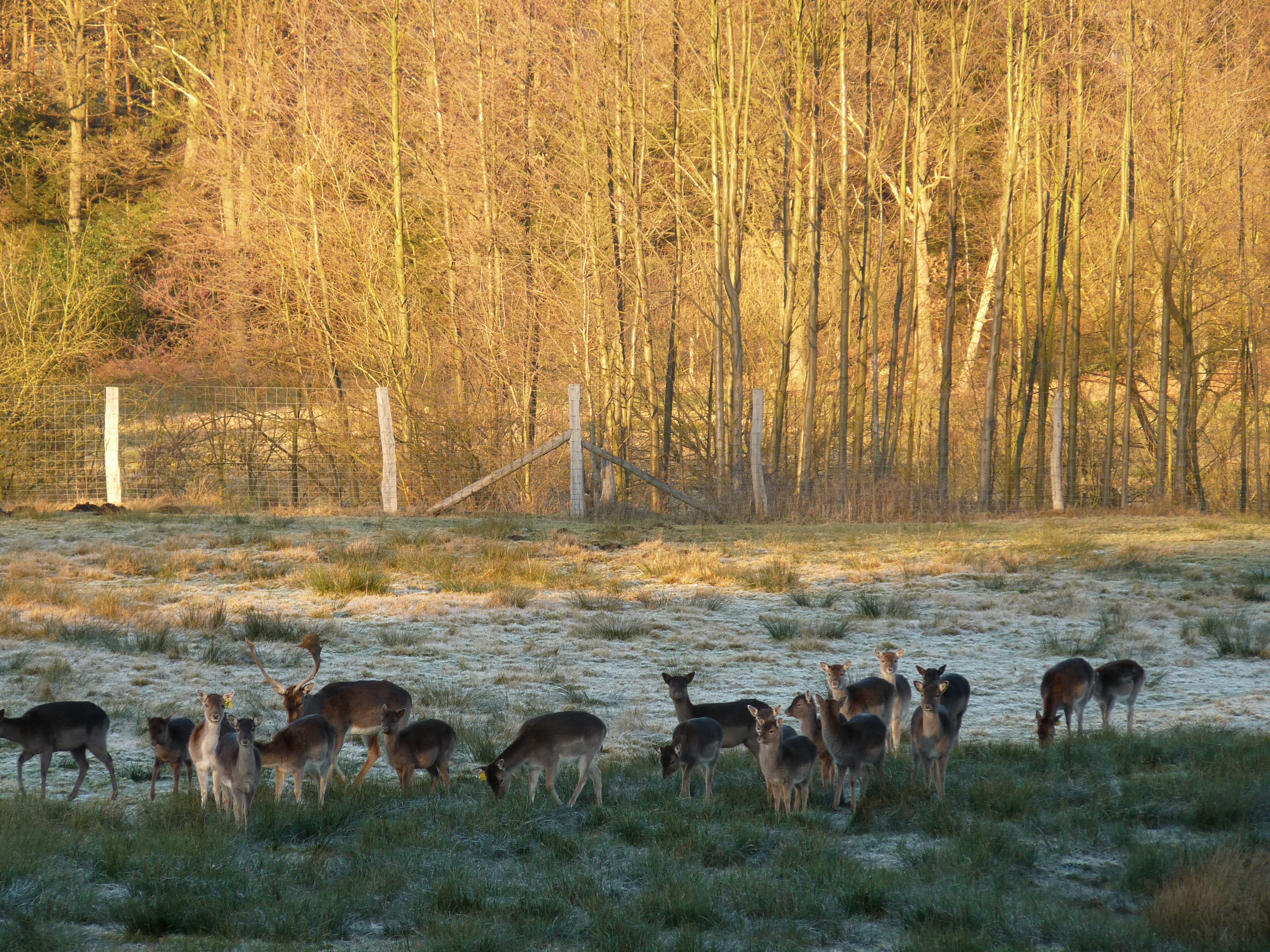 Damwild beim Hof Hellmann