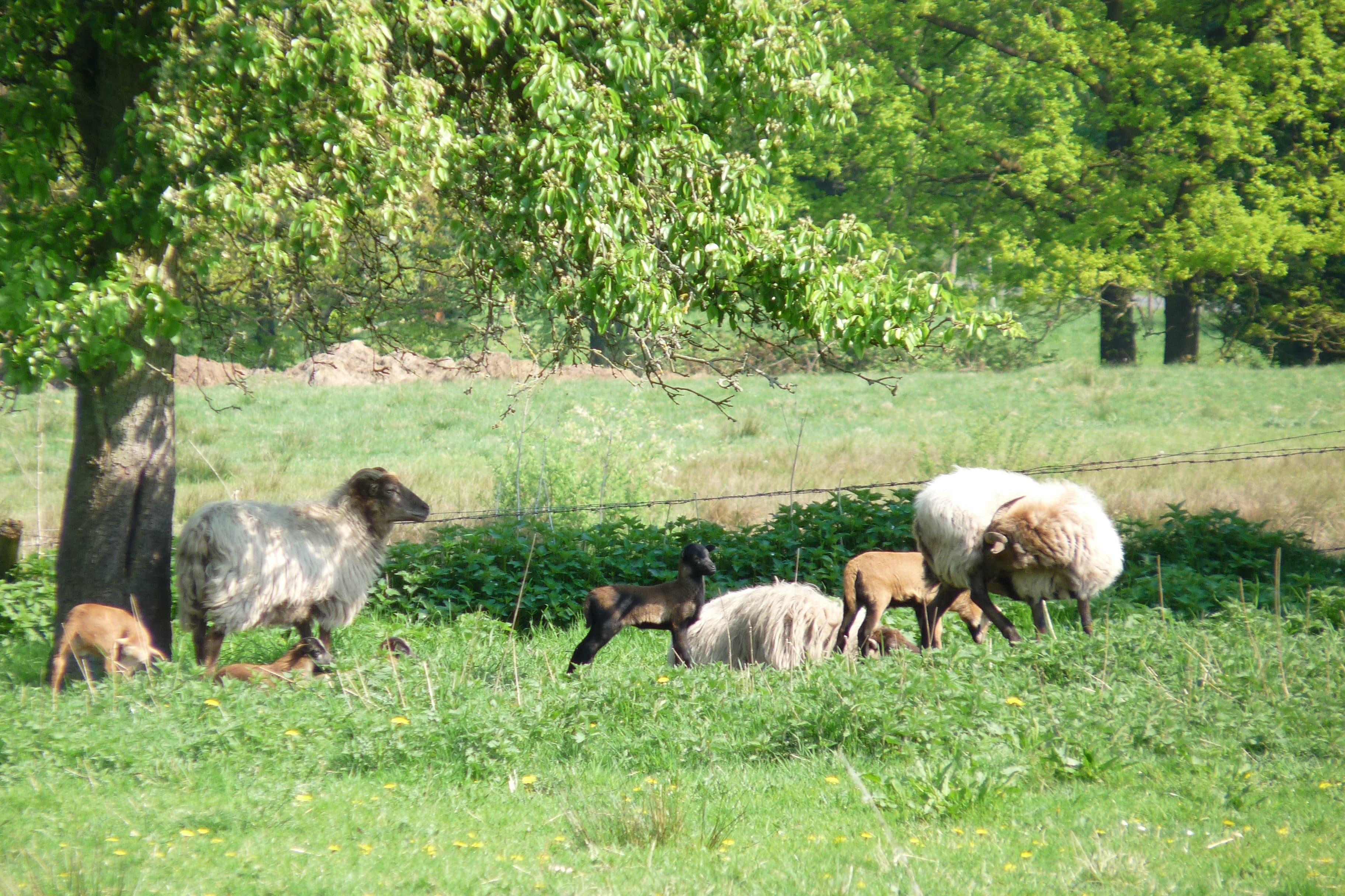 Schafe beim Hof Hellmann