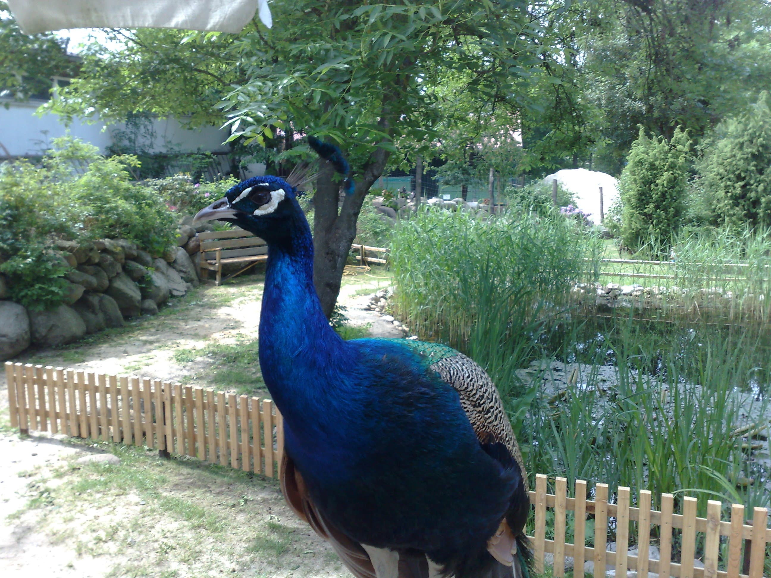 Pfau Erlebnisbauernhof mit Bauerncafé "To'n olln Peerstall"