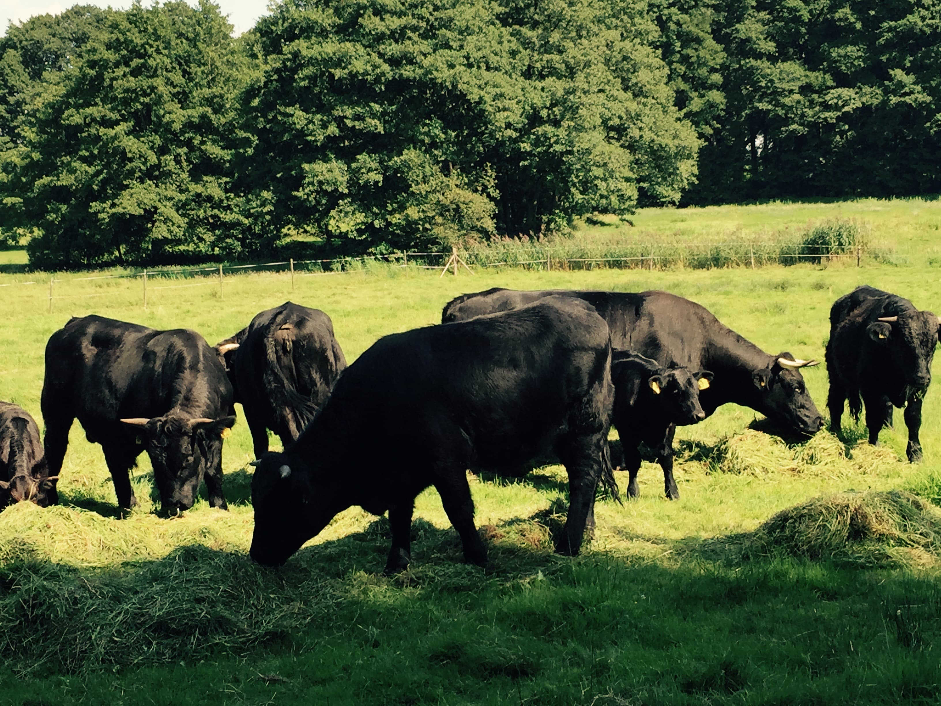 Ferienwohnung "Zur Eiche"