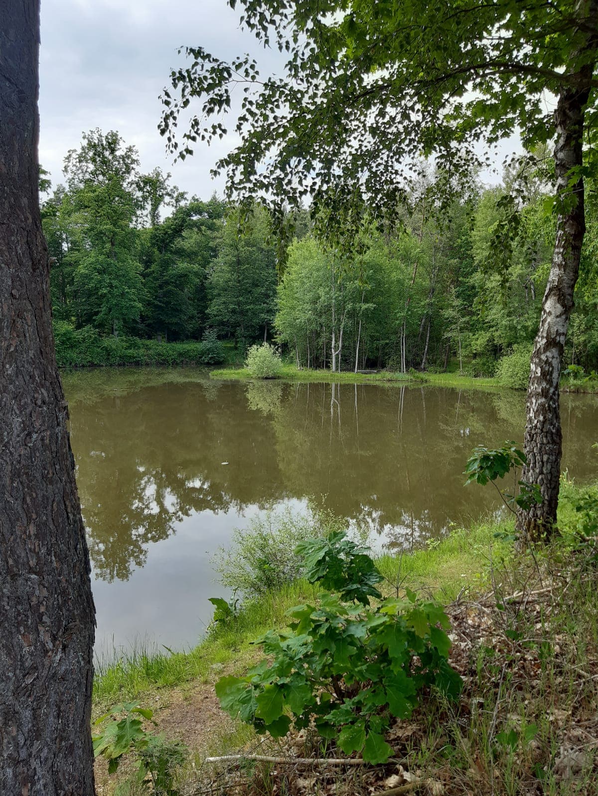 Waldteich bei der Ferienwohnung Örtzeblick in Bergen