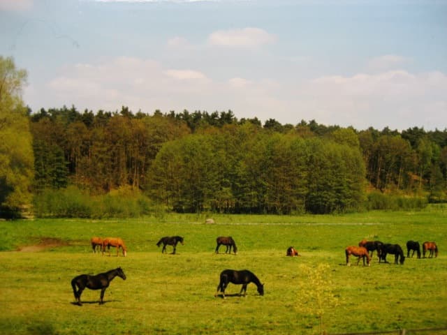 Pferdekoppel im Ilmenautal