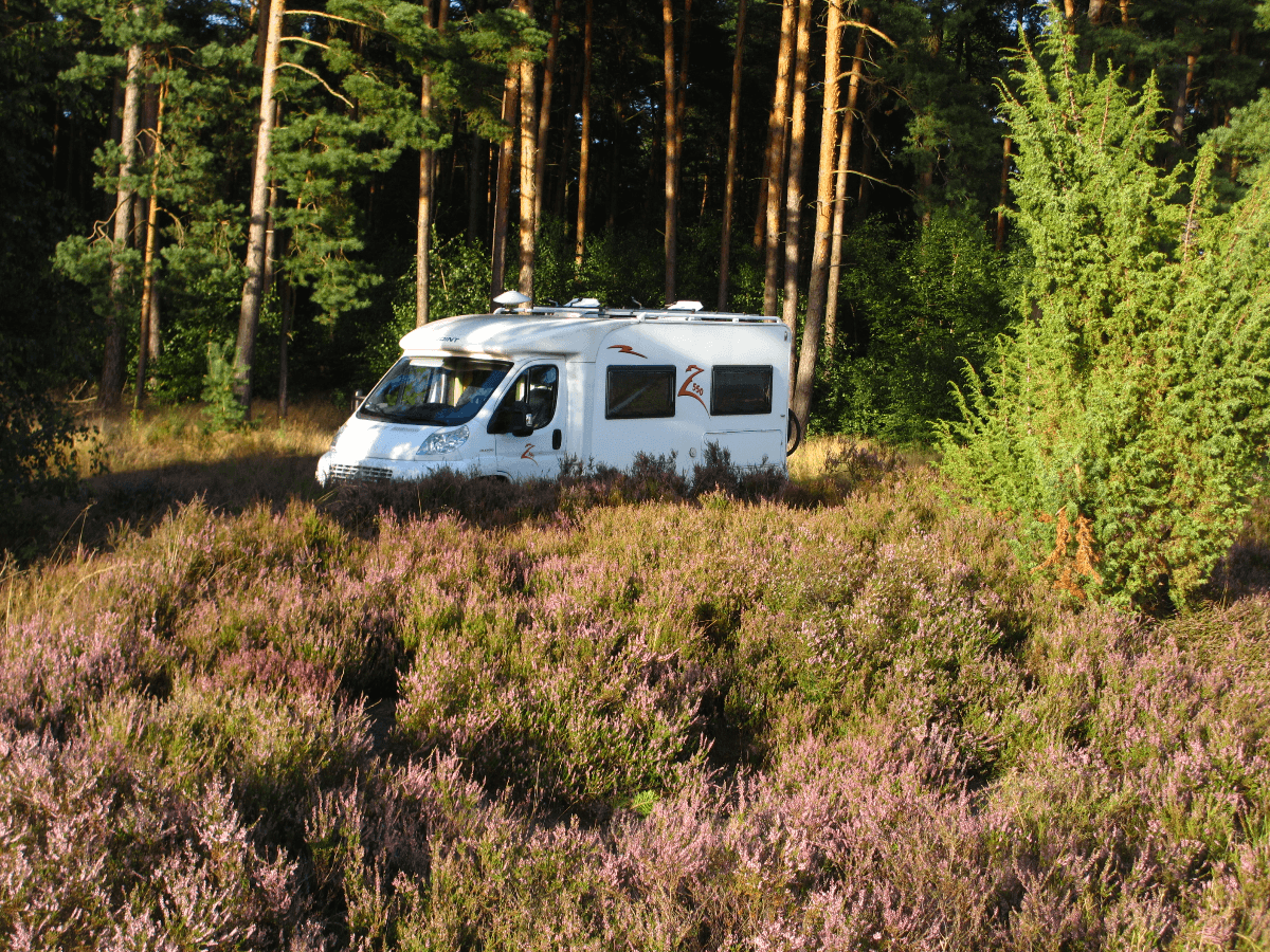 Weißes Wohnmobil parkt in der Sonne hinter lila blühender Heide vor hohen Kiefern.