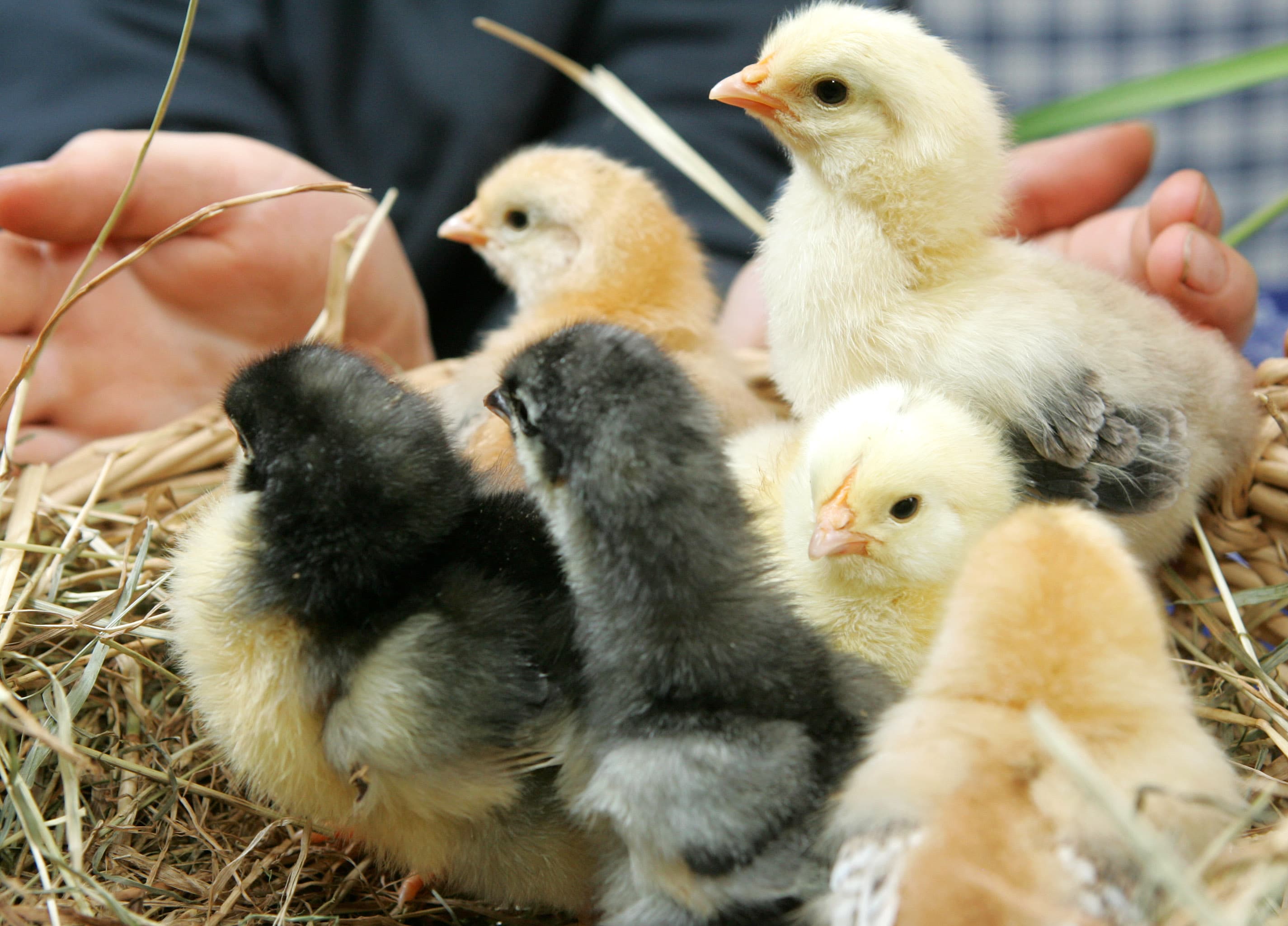 Ferienwohnungen Hof Hartmann