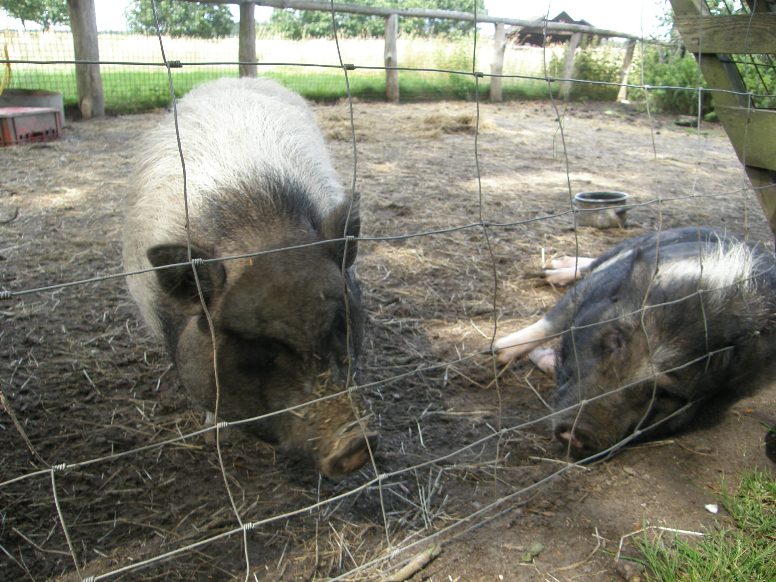 Ferienwohnungen Hof Hartmann