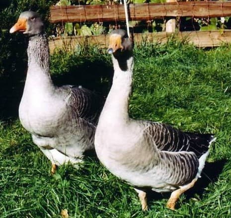 Ferienwohnungen Hof Hartmann