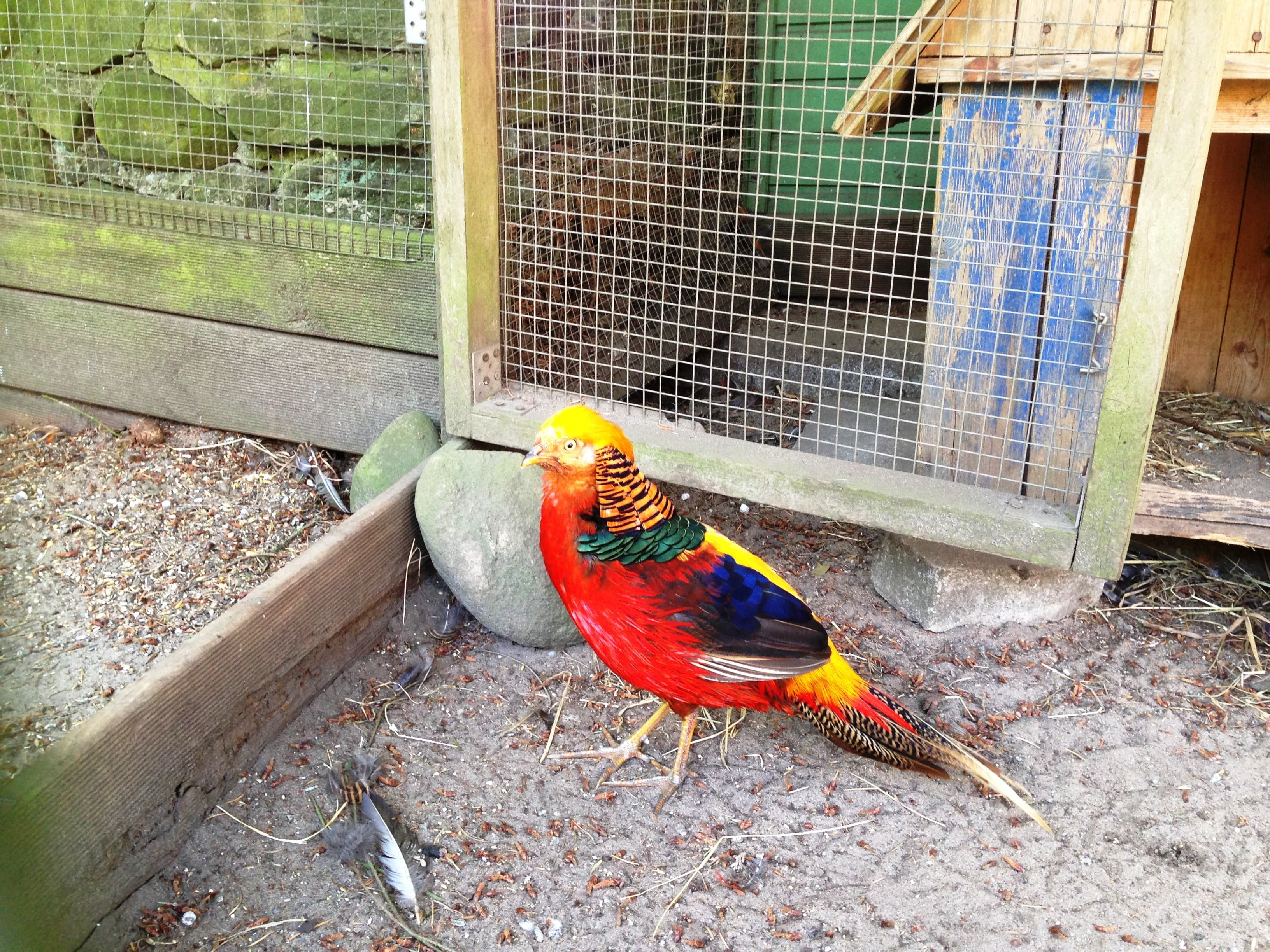 Vogelgehege vor dem Hotel Ferien auf der Heid