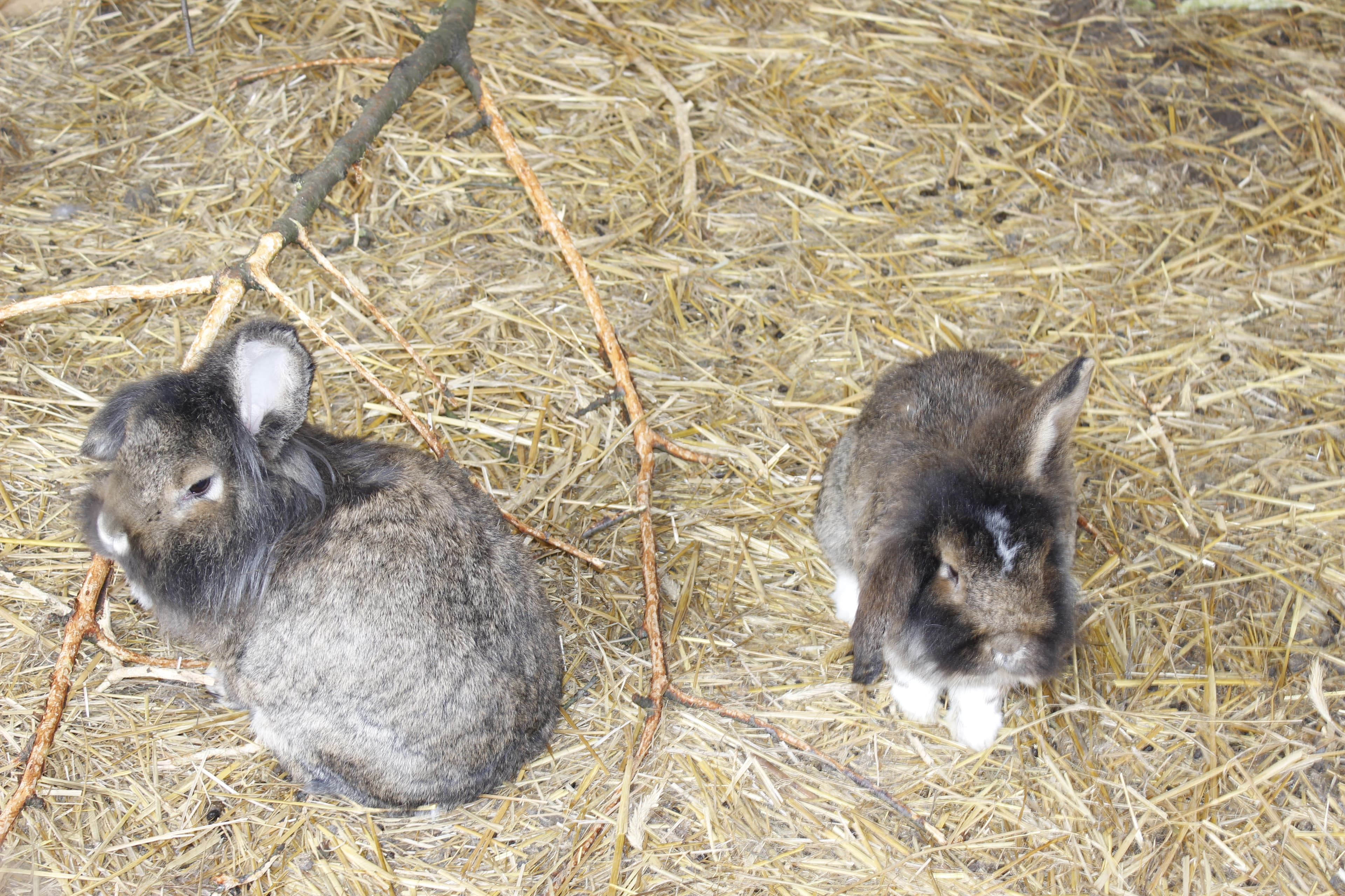 Ferienwohnungen Bioland Hof Leutnant
