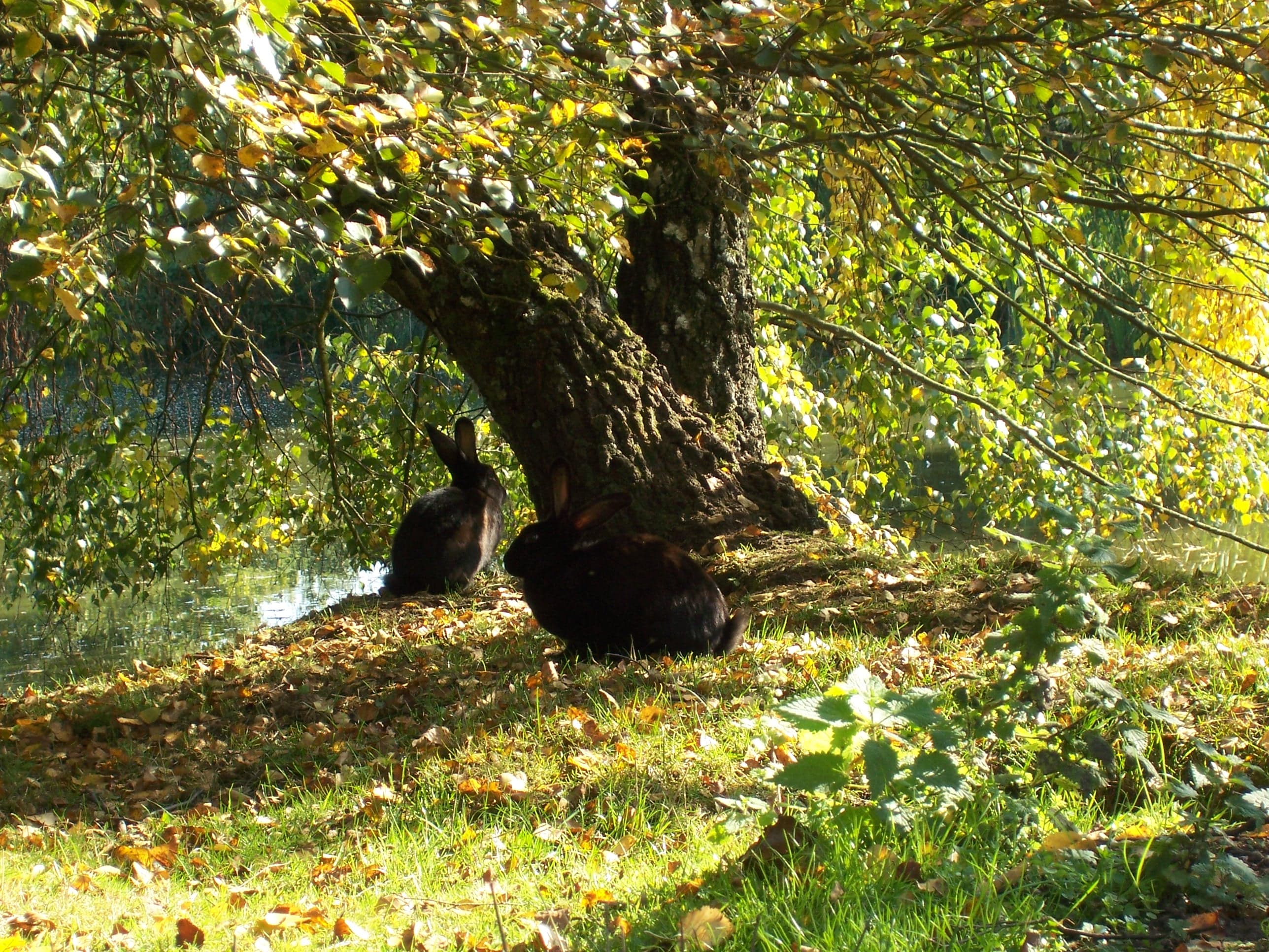 Haseninsel Campingplatz Bruchsee