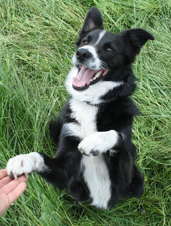 Ferienwohnungen auf dem Reiterhof Islandgestüt Bockholts-Hoff