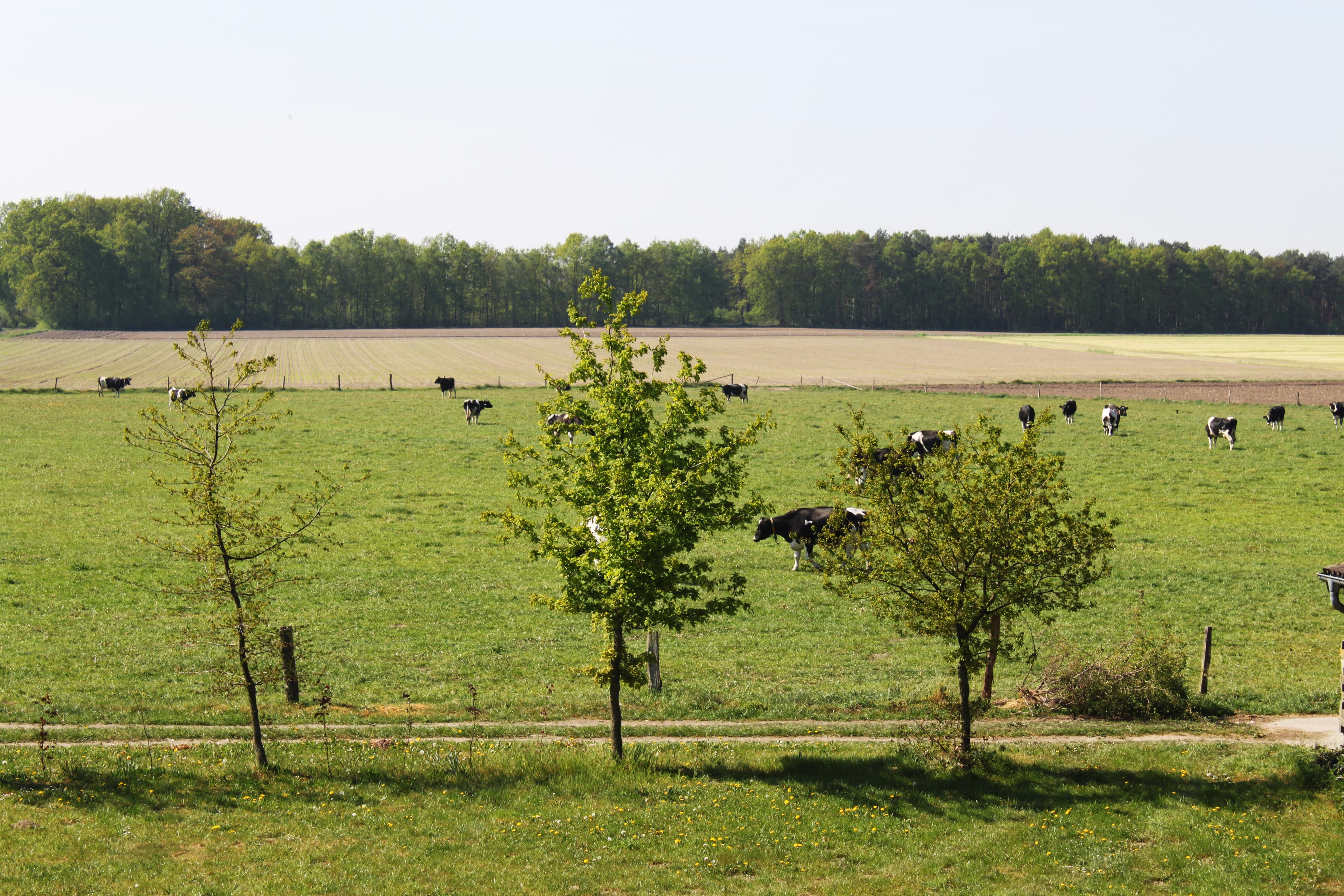 Weide mit Kühen an der Ferienwohnung Hof Reckermann II