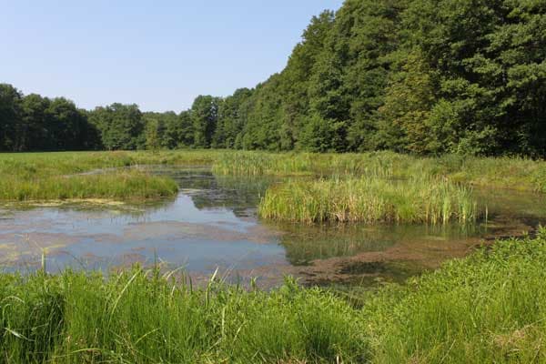 Fischteiche am Ortsrand bei der Ferienwohnung Hof Reckermann I