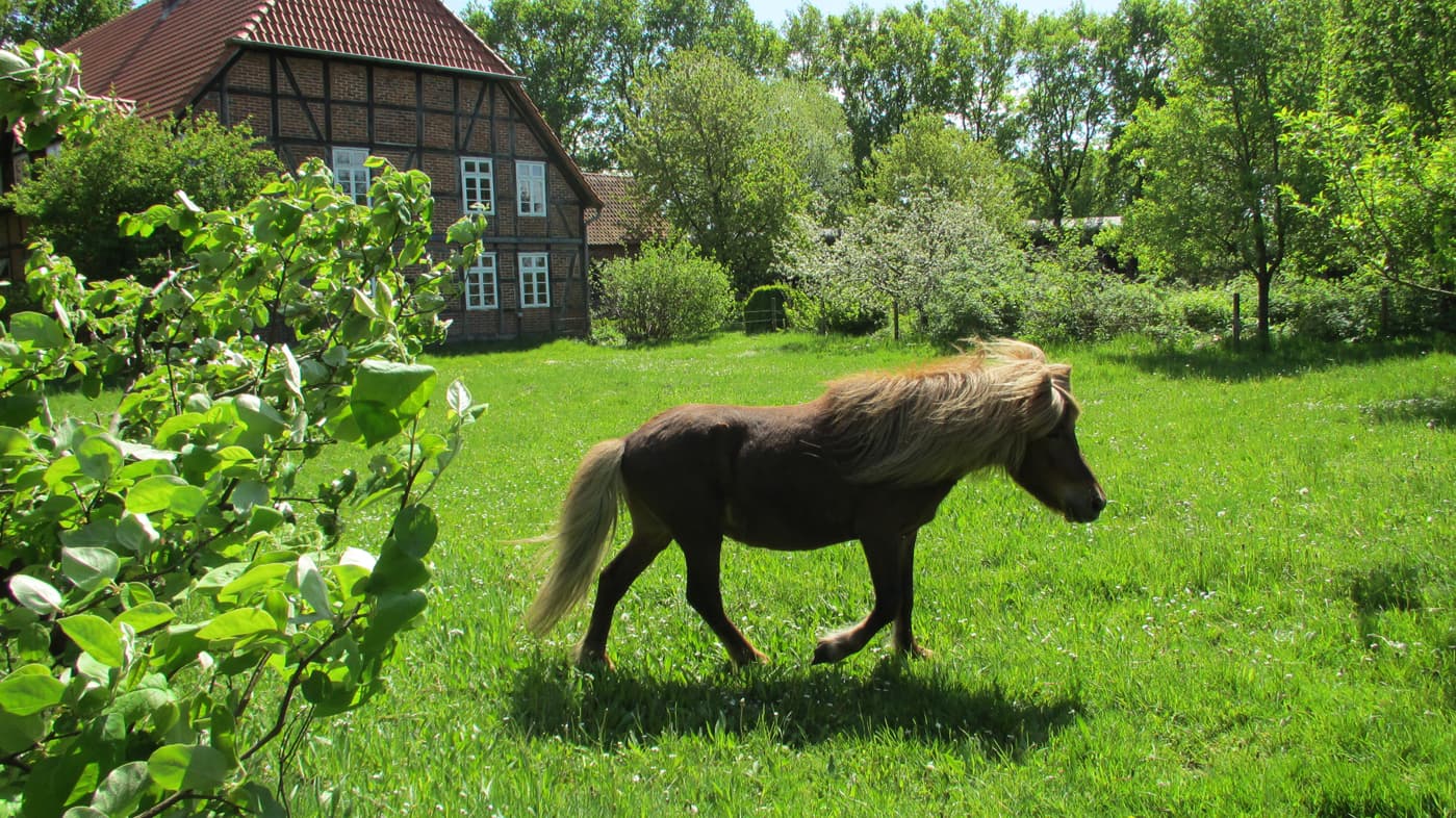 Shettie Henneken Hüs 