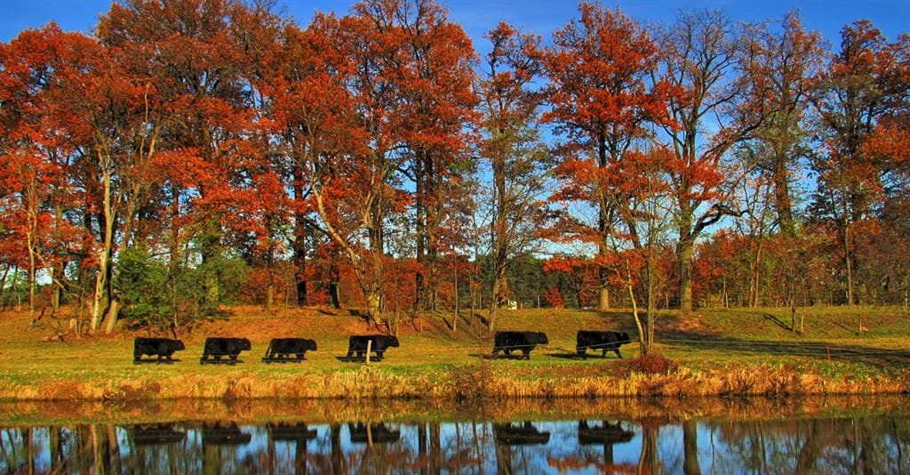 Galloways an der Aller Henneken Hüs 