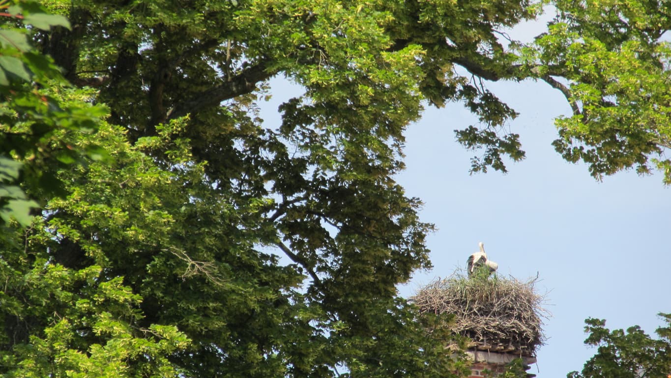 Langlinger Storchenpaar Henneken Hüs 