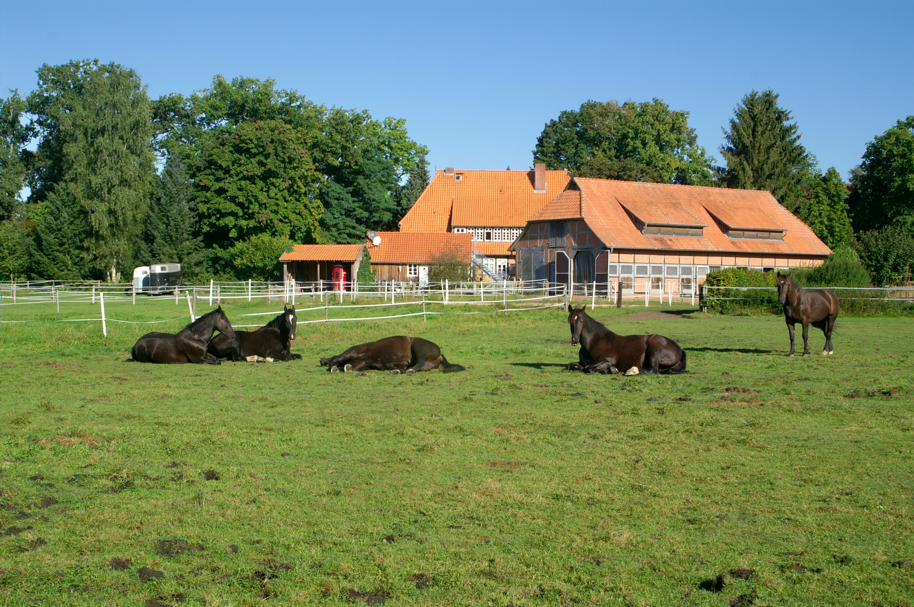 Aussenansicht Weide NATUROTEL TraumzeitHof