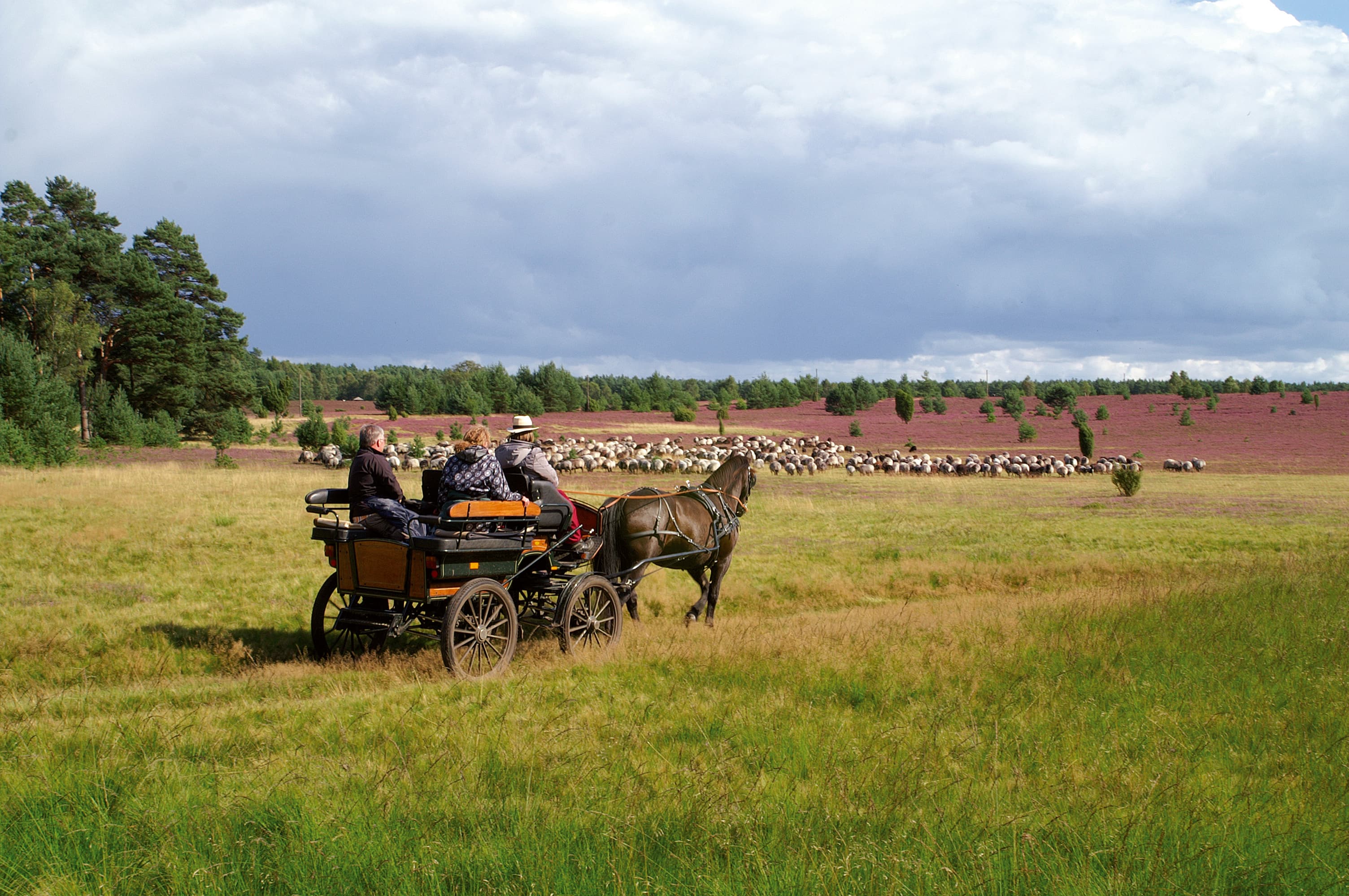 Hotel TraumzeitHof Heidschnucken Wagonette