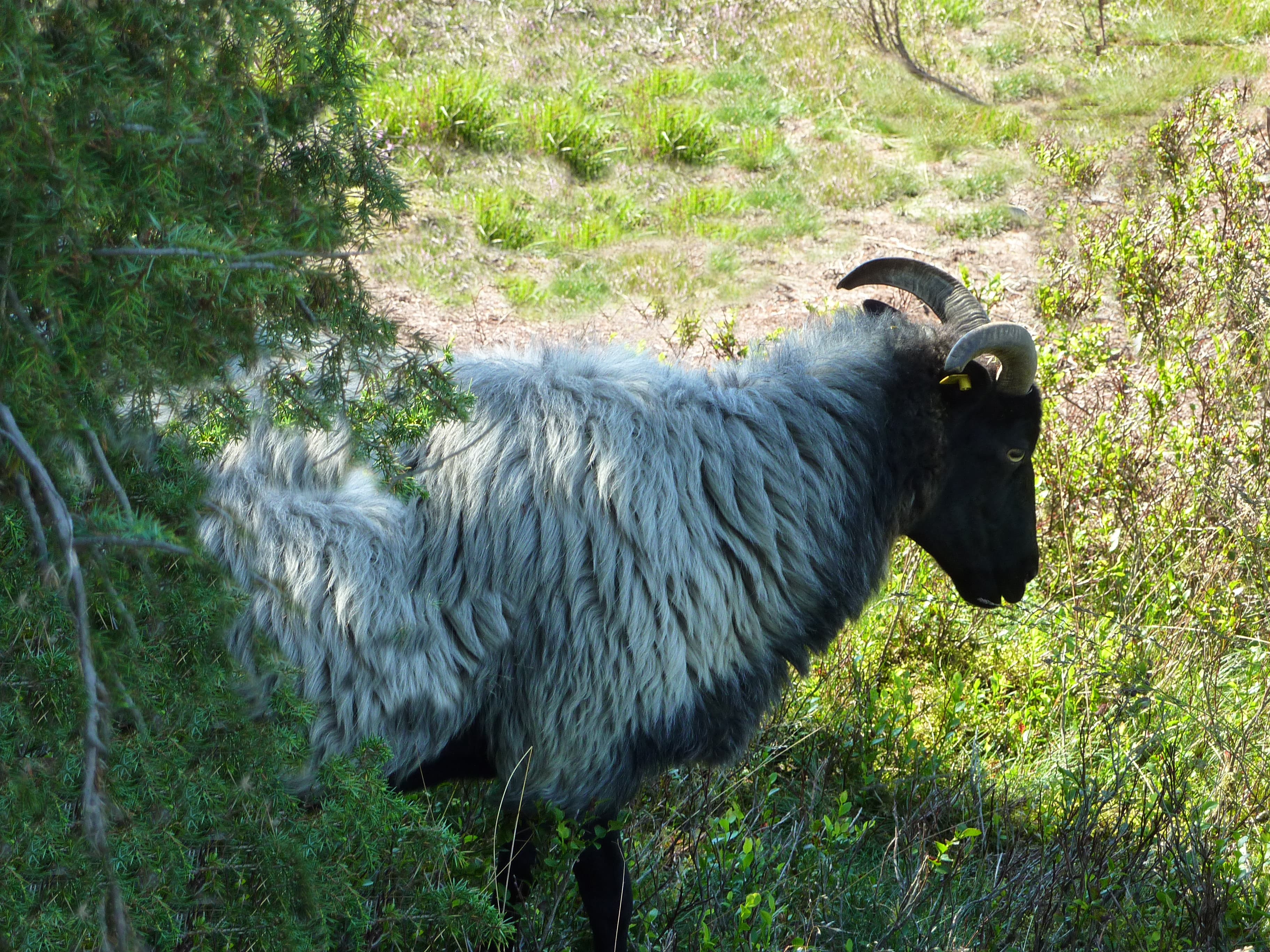Ferienwohnungen im Landhaus Heide