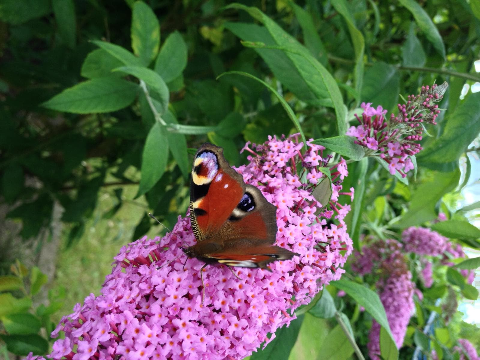 Garten Schmetterlingsbaum Ferienwohnungen Heideidylle in Amelinghausen