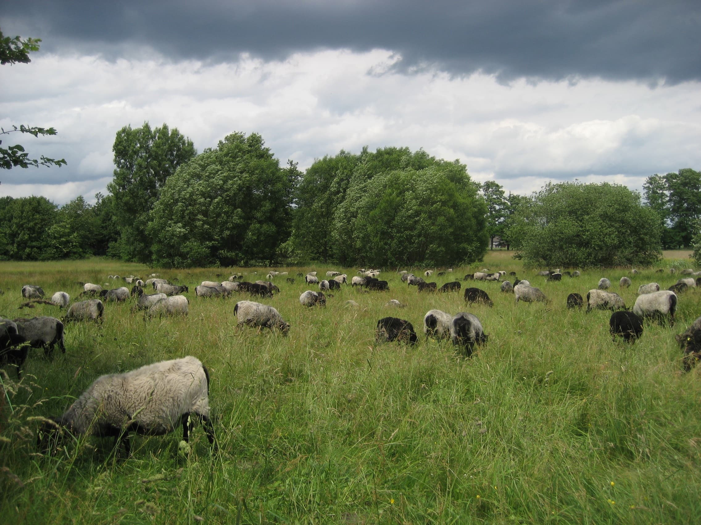 Heidschnuckenherde im Lopaupark bei den Ferienwohnungen Heideidylle in Amelinghausen