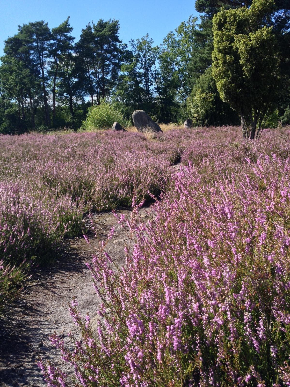 Umgebung Ferienwohnungen Heideidylle in Amelinghausen