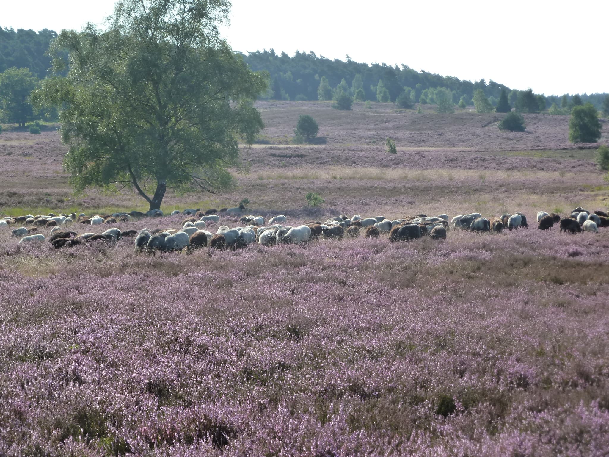 Ferienwohnung Schwalbennest
