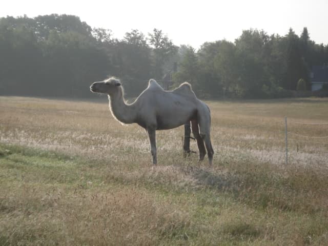 Kamel der Villa zum Wuestenschiff in Handeloh