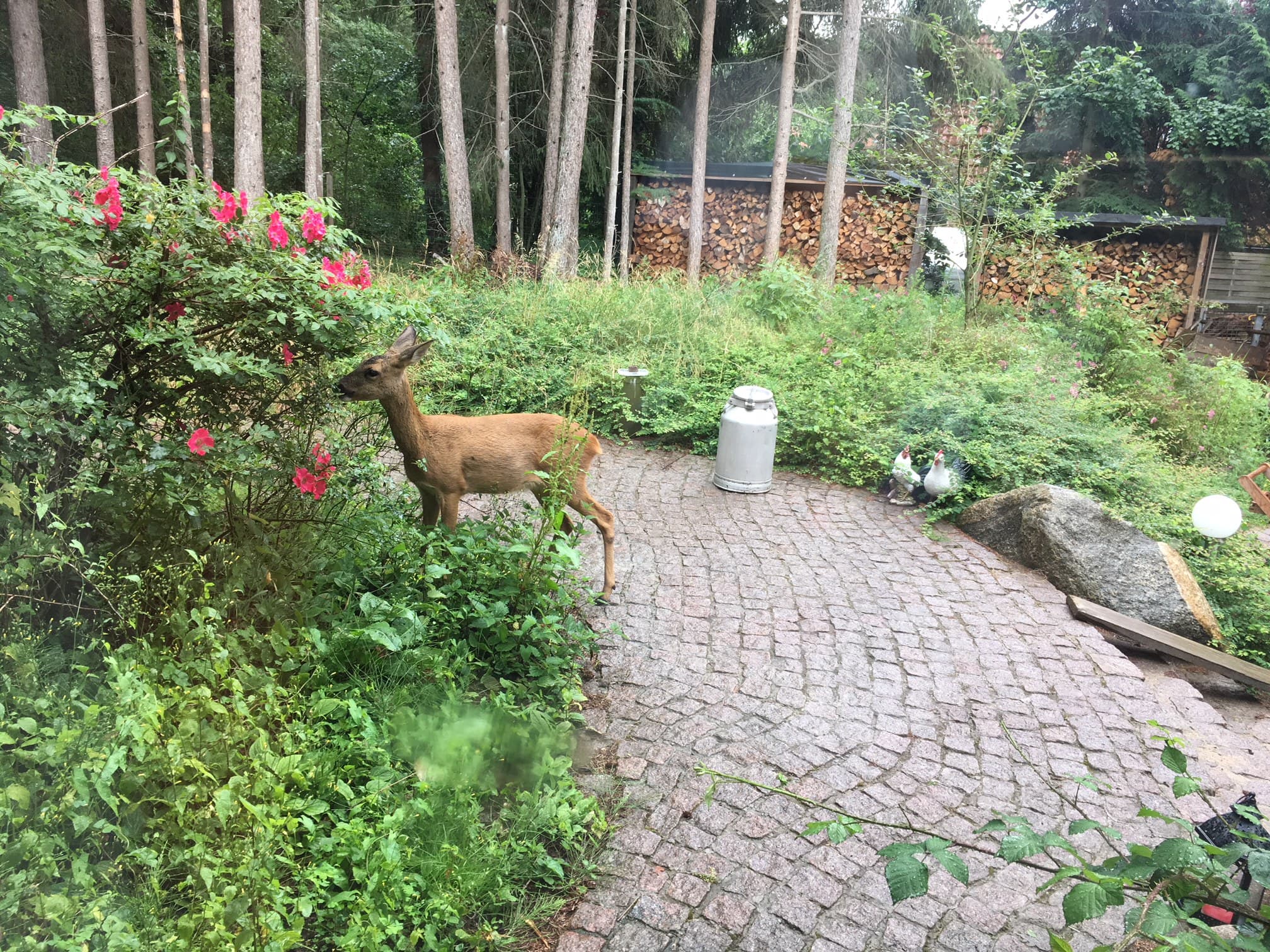 Reh an der Villa zum Wuestenschiff in Handeloh